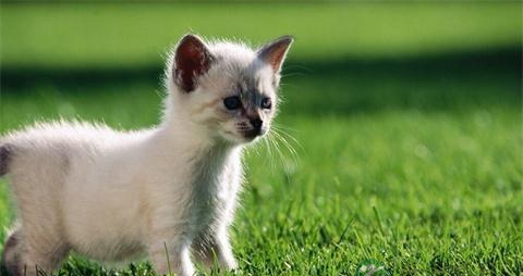 世界最小的猫咪