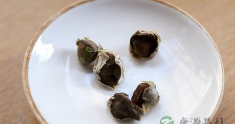 辣木籽吃多了会怎样