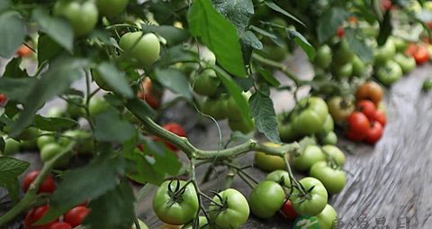 下肢深静脉血栓饮食 下肢深静脉血栓饮食