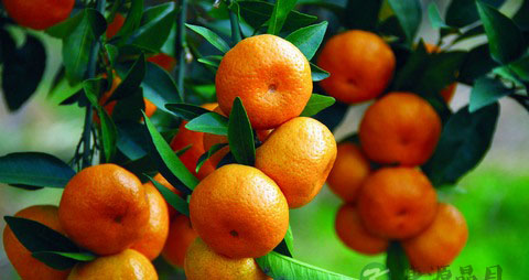 橘子吃多了会怎么样 橘子吃多了会怎么样