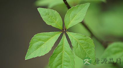 刺五加与五加皮区别