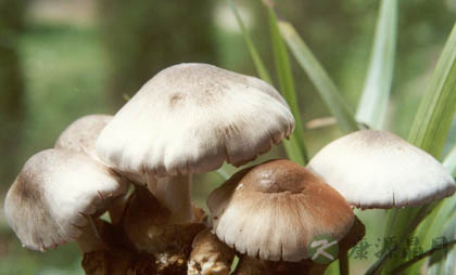 夏季最该吃哪些食物