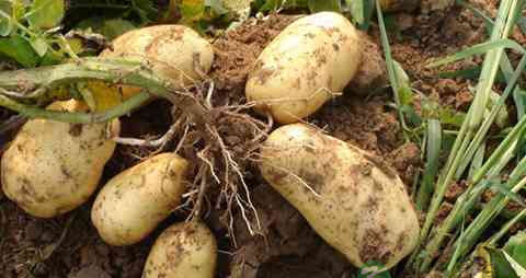 月经头痛吃什么 月经头痛吃什么