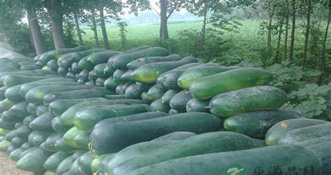 什么东西清热解毒 什么东西清热解毒