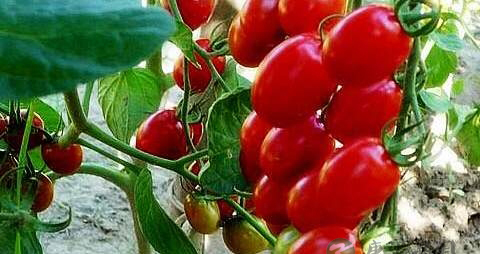 血栓不能吃什么 血栓不能吃什么