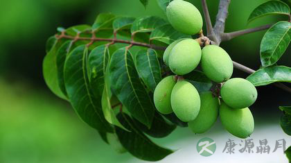 吃什么可以清热解毒 吃什么可以清热解毒