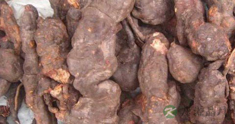 孕妇可以吃何首乌吗 孕妇可以吃何首乌吗