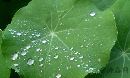 荷叶茯芩粥养五脏通经络