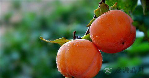 吃柿子有什么好处