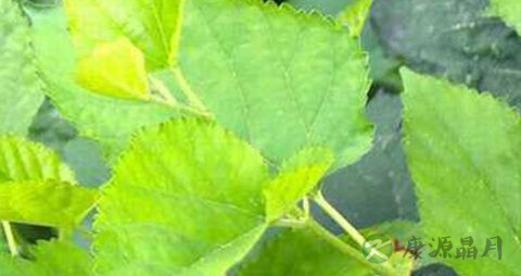 风湿骨痛吃什么好