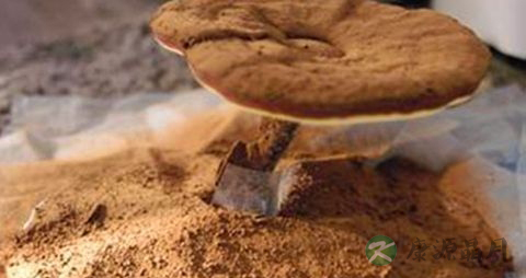 灵芝孢子粉怎么鉴别 灵芝孢子粉怎么鉴别