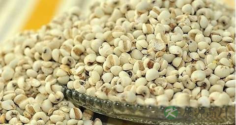 什么食物可以去湿气 什么食物可以去湿气