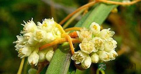 头顶脱发如何治 头顶脱发如何治