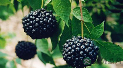 刺五加孕妇能吃吗