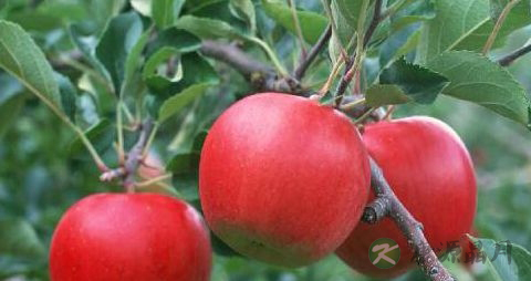 血栓患者吃什么