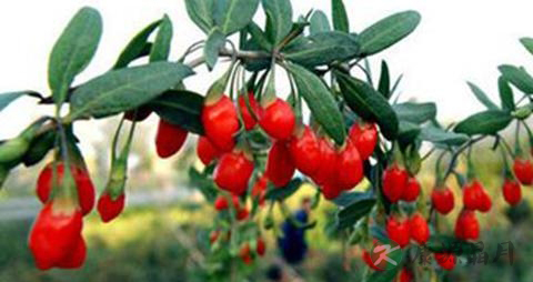 吃什么东西生发