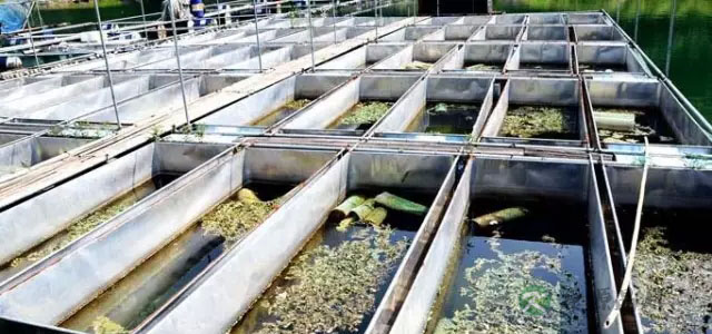 如何识别真假阳澄湖大闸蟹 如何识别真假阳澄湖大闸蟹