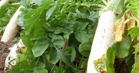 什么食物降血压最好