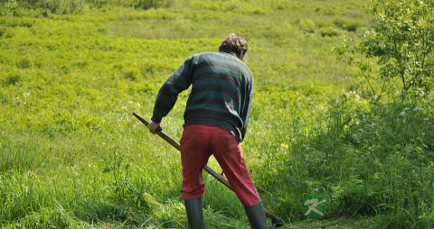 早餐常吃6药粥 调理身体各种虚
