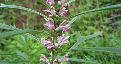 门静脉血栓吃什么药 门静脉血栓吃什么药