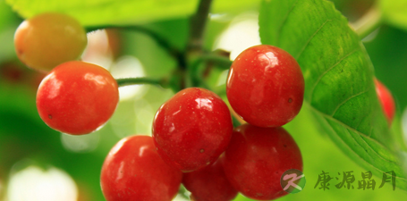 五月樱桃季:樱桃是妇科病的良药 五月樱桃季:樱桃是妇科病的良药