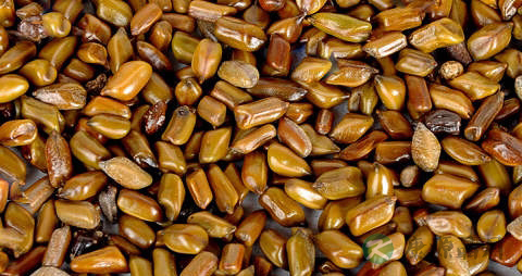 清热解毒植物 清热解毒植物