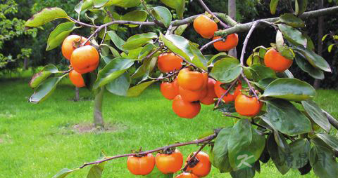 柿子的营养价值_吃柿子的好处 柿子的营养价值_吃柿子的好处