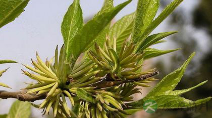 杜仲降血压吗_杜仲怎么吃降血压 杜仲降血压吗_杜仲怎么吃降血压