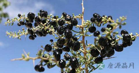 黑枸杞怎么泡水