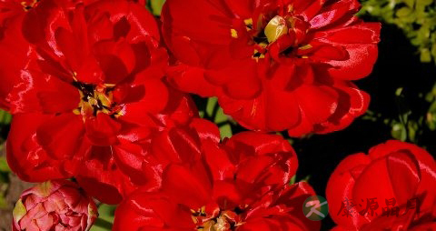红槐花能吃吗