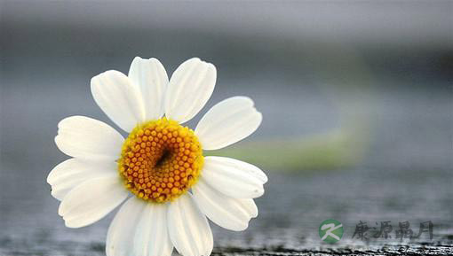 超级有效的贫血补血食谱