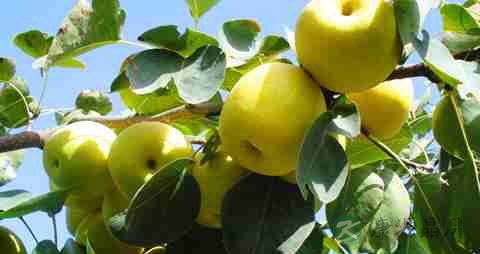 孕妇清热解毒吃什么