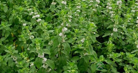 清热解毒的药材 清热解毒的药材