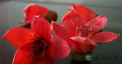 吃什么可以去除身上的湿气 吃什么可以去除身上的湿气