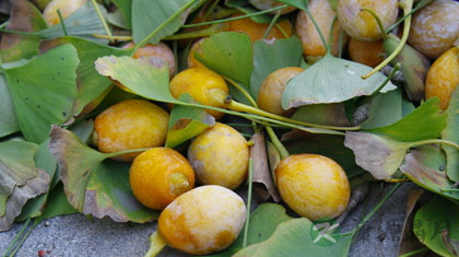 白果的吃法和食用价值