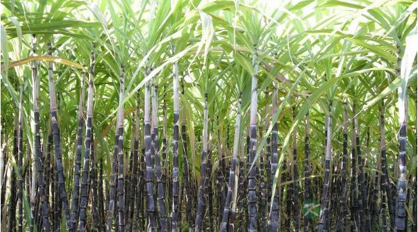 天气忽冷忽热 推荐甘蔗汤