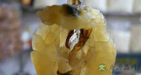 雪蛤的营养价值及功效