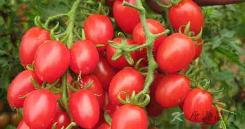 哪些食物是清热解毒的