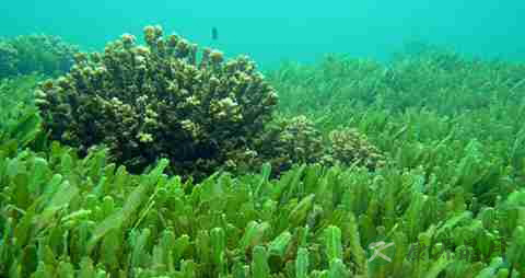 提高记忆力吃什么保健品 提高记忆力吃什么保健品