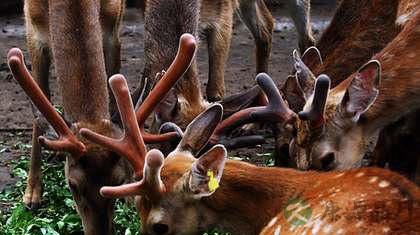 如何用鹿茸壮阳 如何用鹿茸壮阳