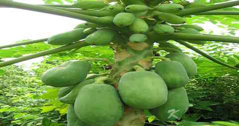 去湿气吃什么水果 去湿气吃什么水果