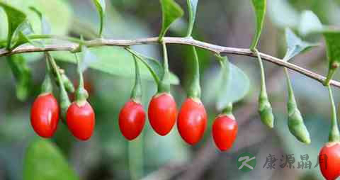 治疗脱发用什么药好