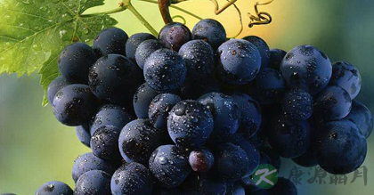 食物色不同　保健各有异