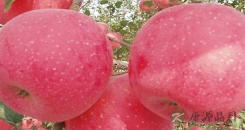 吃什么水果降血压最好