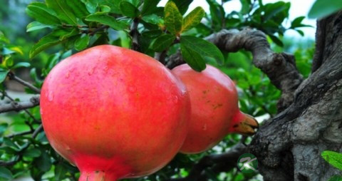 喉咙痛要吃什么 喉咙痛要吃什么