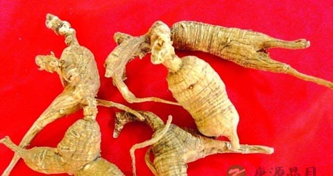 感冒可以吃花旗参吗