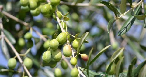 夏季感冒流鼻涕头晕怎么办