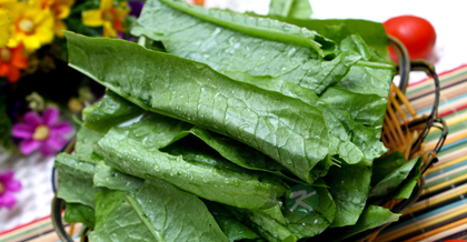 多吃有机油麦菜 清燥润肺降低胆固醇