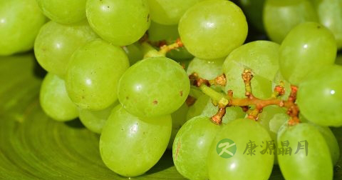 清润养肺汤