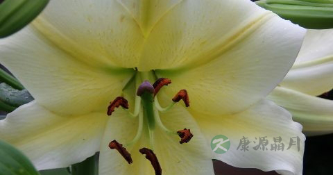 肺结核症状及表现